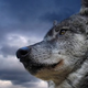 Image for article titled Meet "Old Gray Guy," the interloper who saved the wolves of Lake Superior